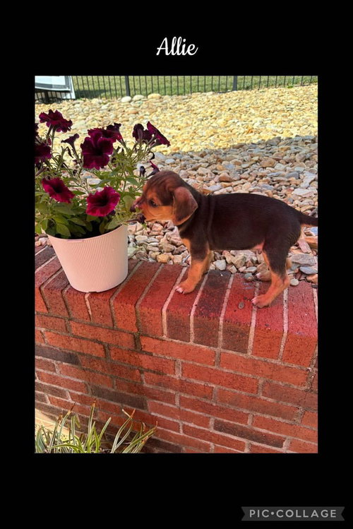 Allie, an adoptable Beagle in Willingboro, NJ