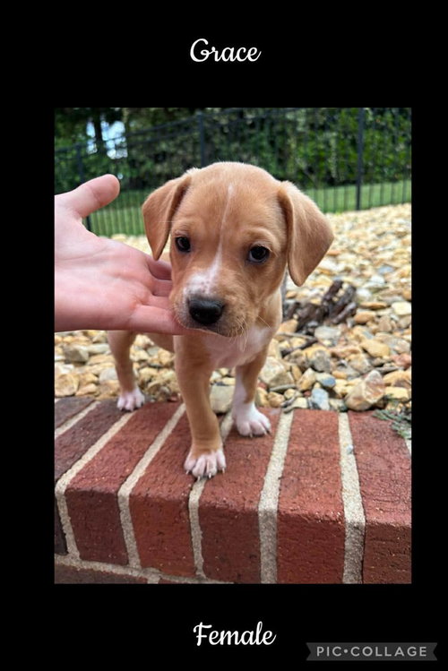 Grace, an adoptable Beagle in Willingboro, NJ