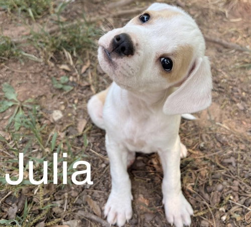 Julia, an adoptable Beagle in Willingboro, NJ
