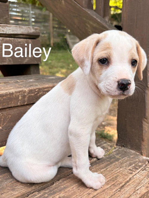 Bailey, an adoptable Beagle in Willingboro, NJ