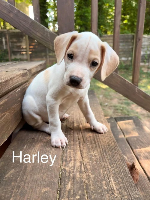 Harley, an adoptable Beagle in Willingboro, NJ