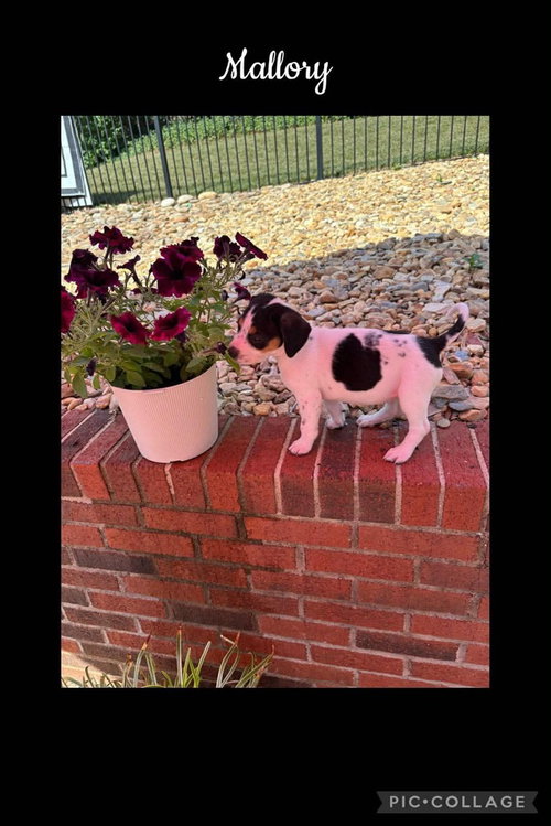 Mallory, an adoptable Beagle in Willingboro, NJ