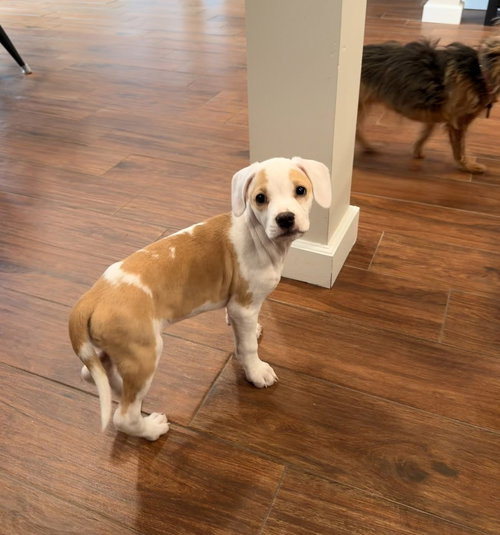 Bailey