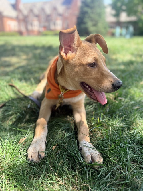 Georgie