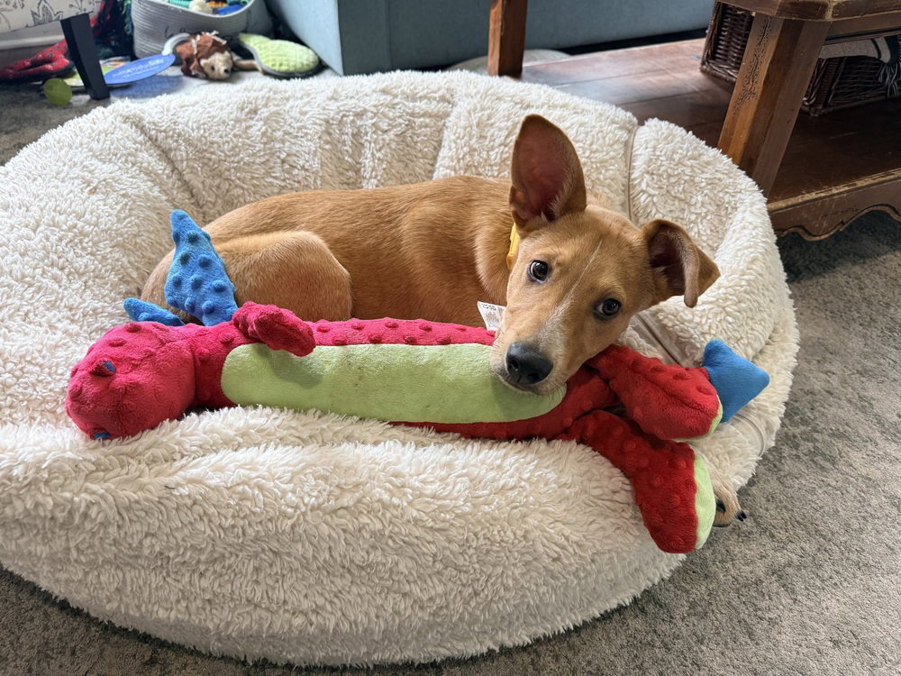 Georgie