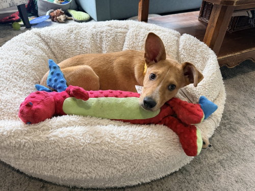 Georgie, an adoptable Australian Cattle Dog in Willingboro, NJ
