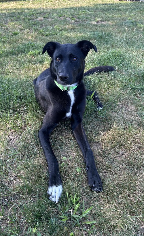 Akira, an adoptable German Shepherd Dog in Willingboro, NJ