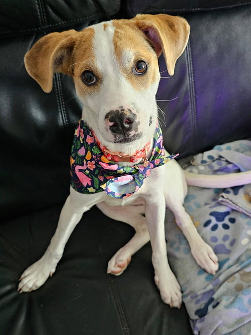 Sweetie, an adoptable Pointer in Willingboro, NJ