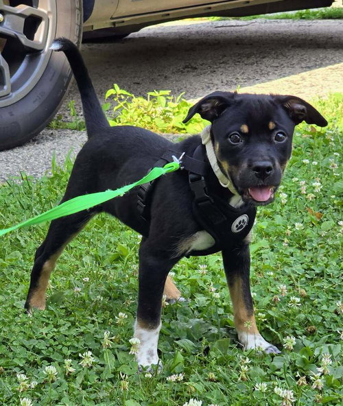 Kiwi, an adoptable Cattle Dog in Willingboro, NJ