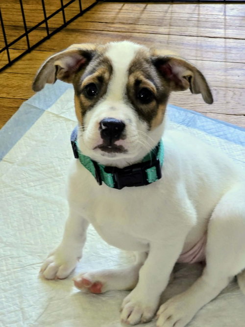 Peach, an adoptable Cattle Dog in Willingboro, NJ