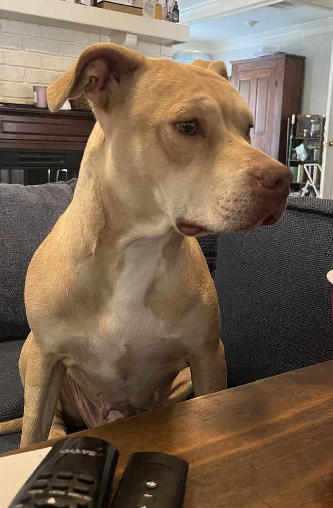 Piper