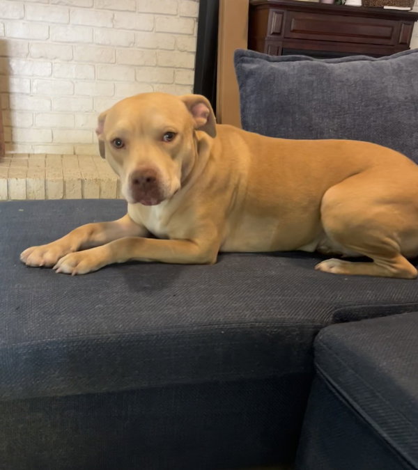 Piper