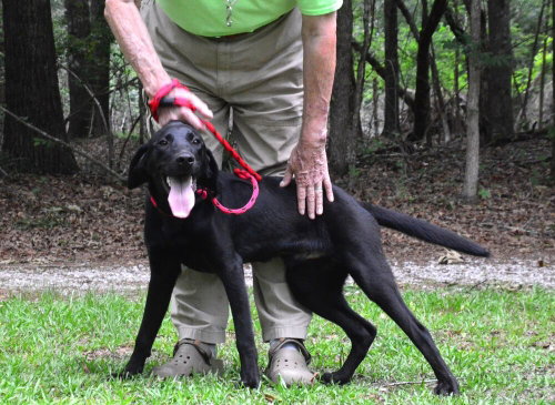 Beau, an adoptable Labrador Retriever in Willingboro, NJ