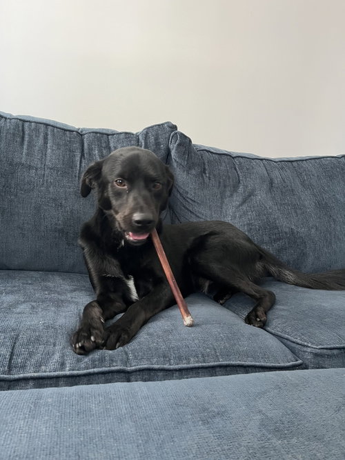 Davey, an adoptable Labrador Retriever in Willingboro, NJ