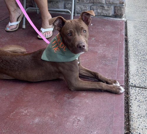 Rachel, an adoptable American Staffordshire Terrier in Willingboro, NJ
