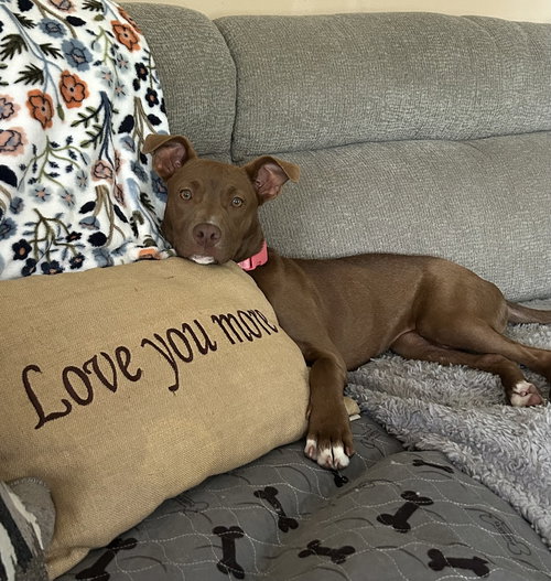 Rachel, an adoptable American Staffordshire Terrier in Willingboro, NJ