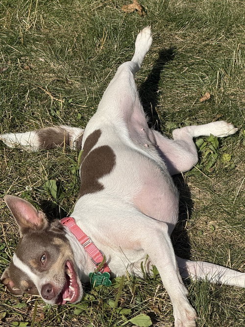 Sweetie Pie, an adoptable Chihuahua in Willingboro, NJ