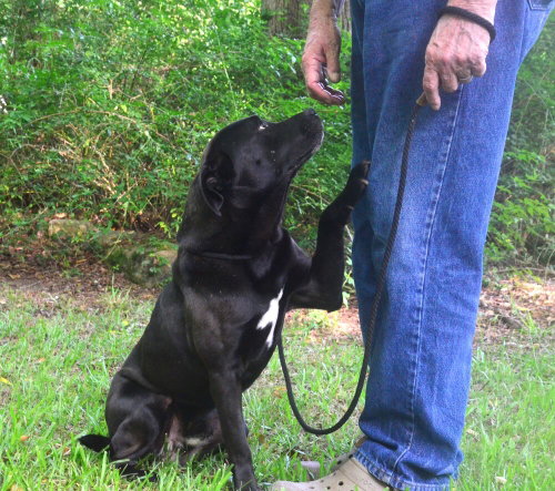 Rodger, an adoptable Labrador Retriever in Willingboro, NJ