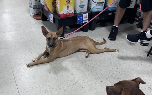 Billie, an adoptable Shepherd in Willingboro, NJ