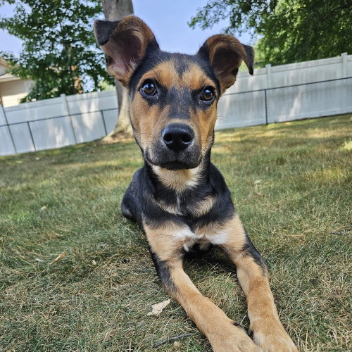 Leah, an adoptable German Shepherd Dog in Willingboro, NJ