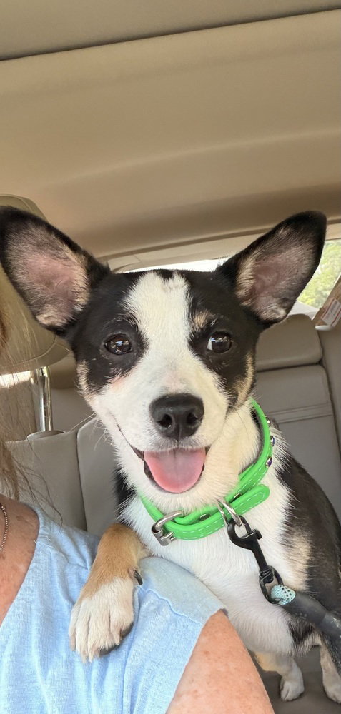 Toot, an adoptable Rat Terrier in Willingboro, NJ