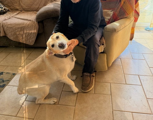Dash, an adoptable Labrador Retriever in Willingboro, NJ