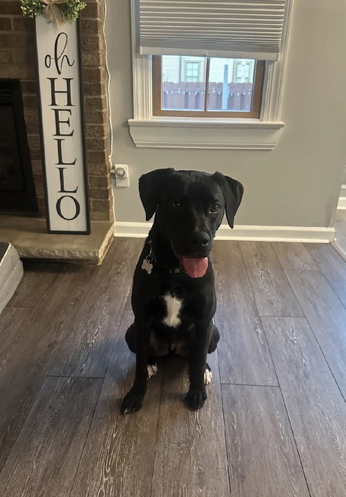 Enzo photo 2