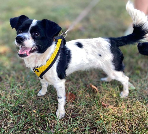 Oreo, an adoptable Chihuahua in Willingboro, NJ