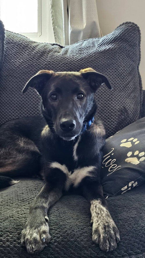 Buddy photo 2