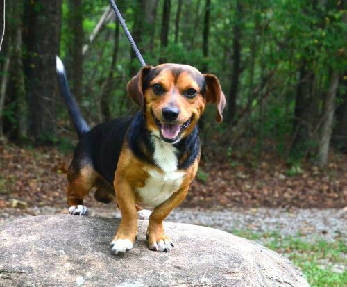 Paddy photo 2