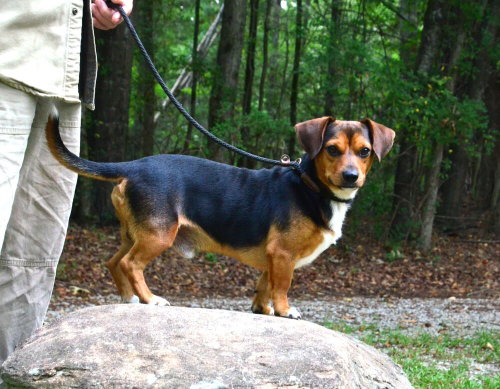 Paddy photo 3
