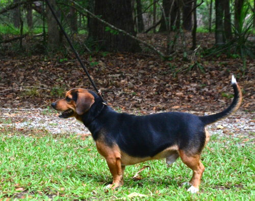 Paddy photo 4