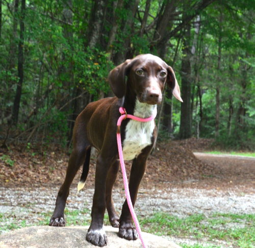 Gracie, an adoptable German Shorthaired Pointer in Willingboro, NJ