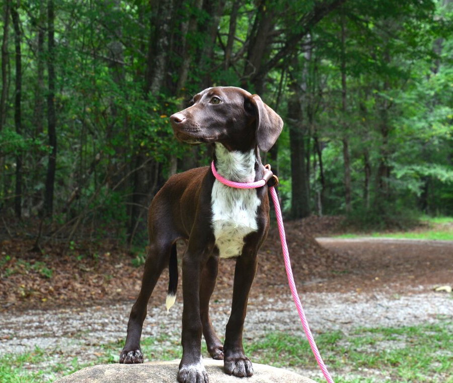 Gracie
