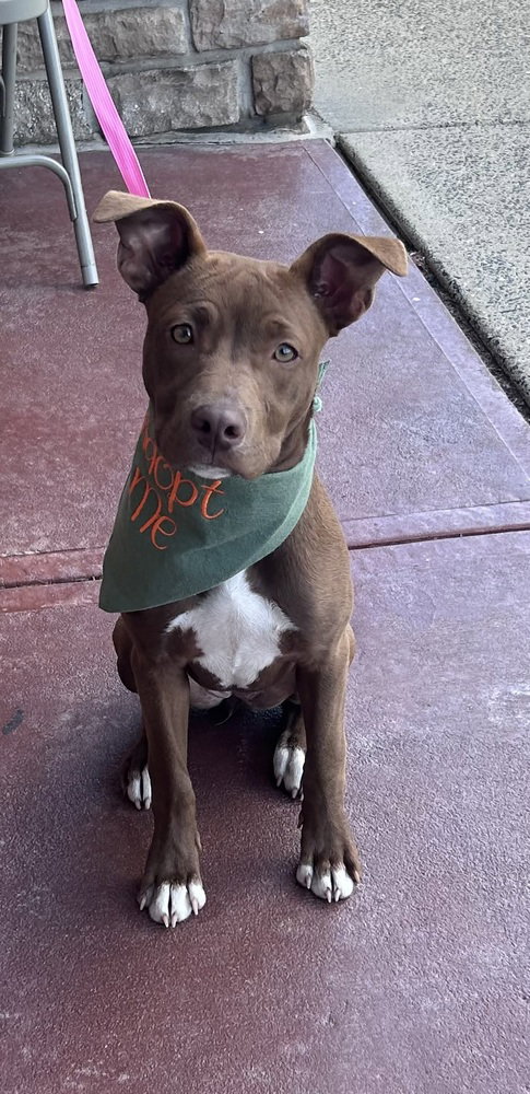 Rachel