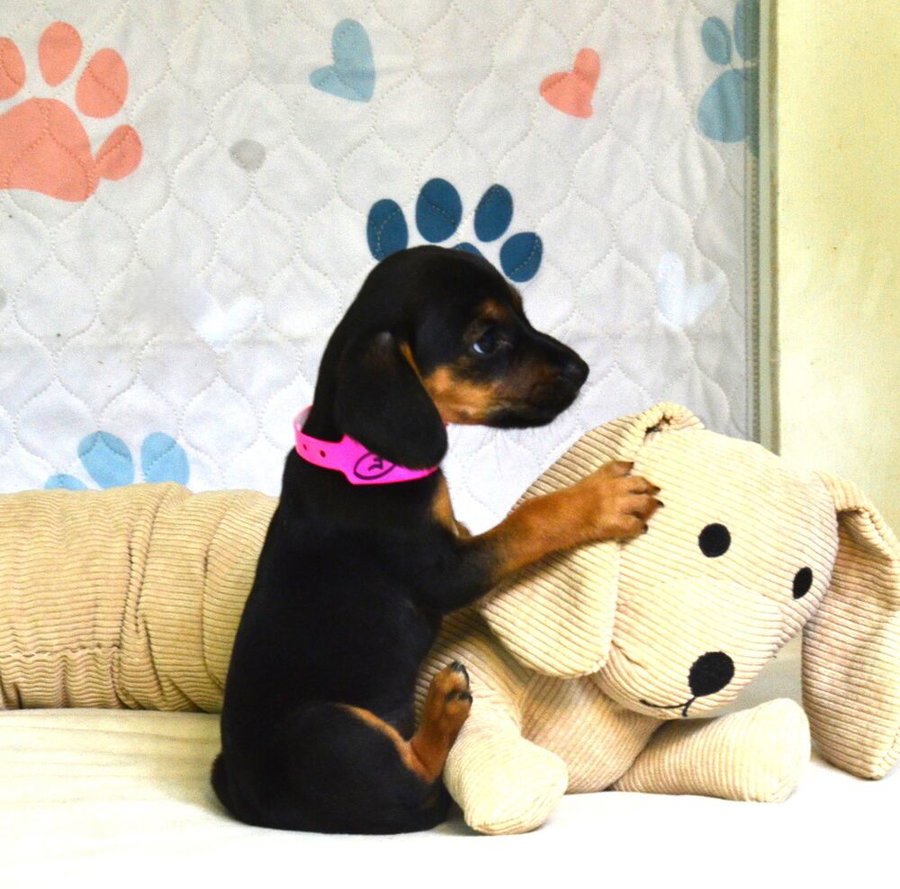 Betsy