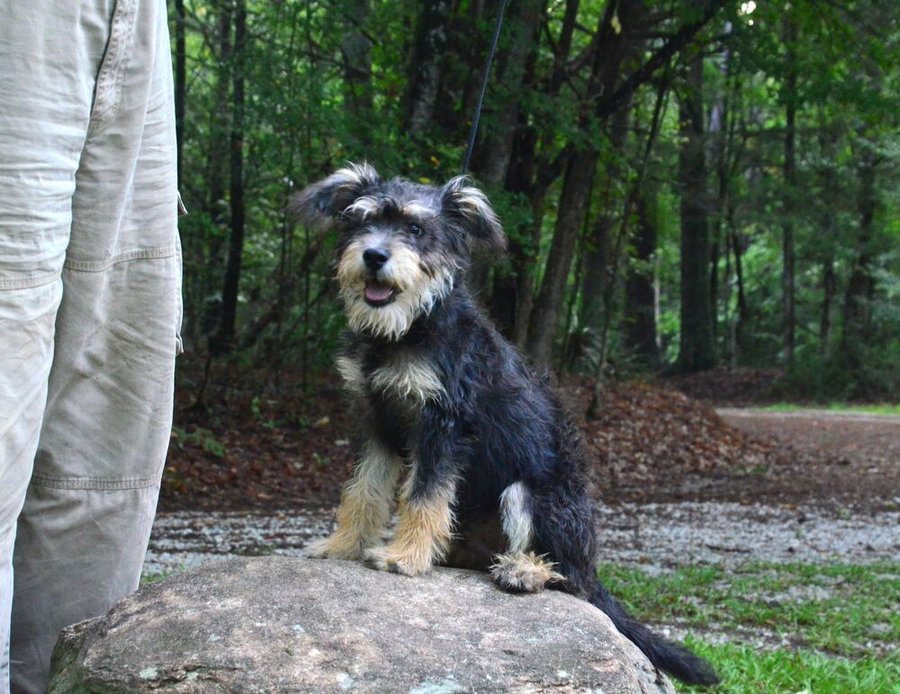Biscuit