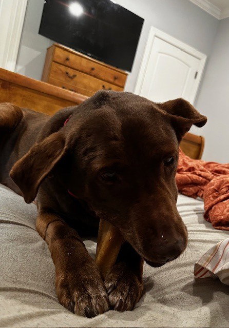 Brownie