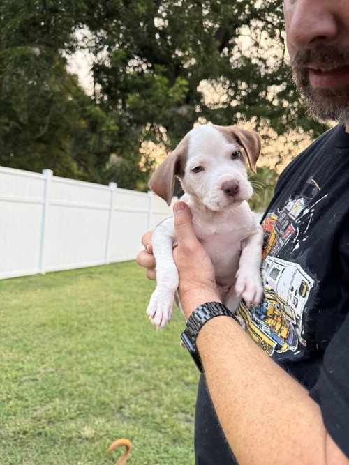 Hank photo 3