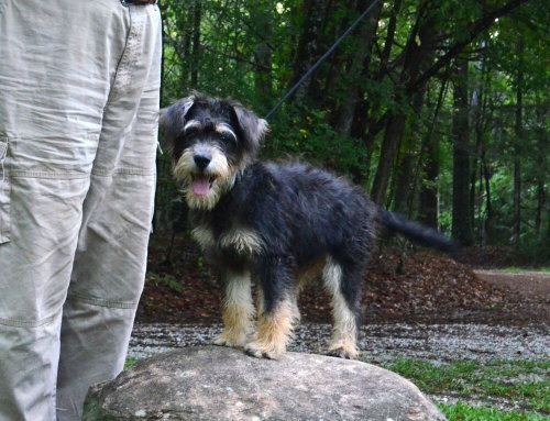 Biscuit