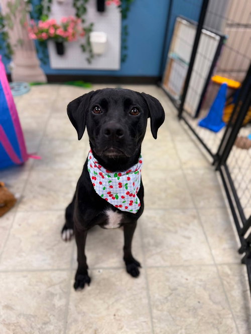 picture of the dog needing adoption