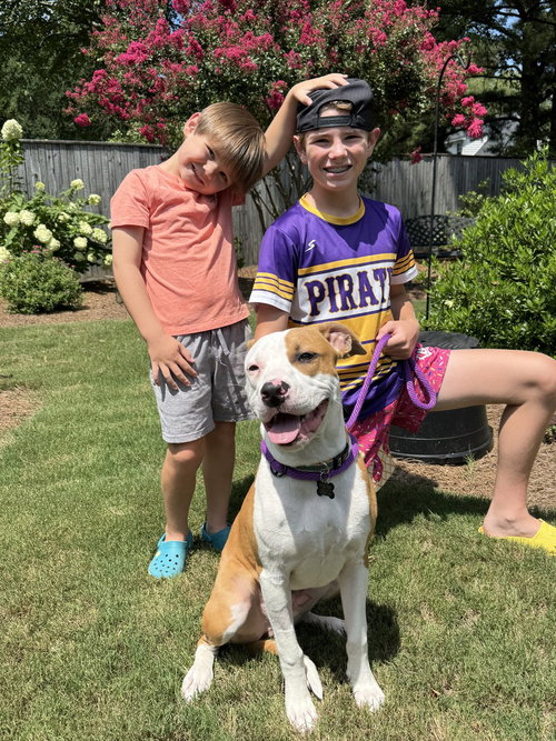 picture of the dog needing adoption