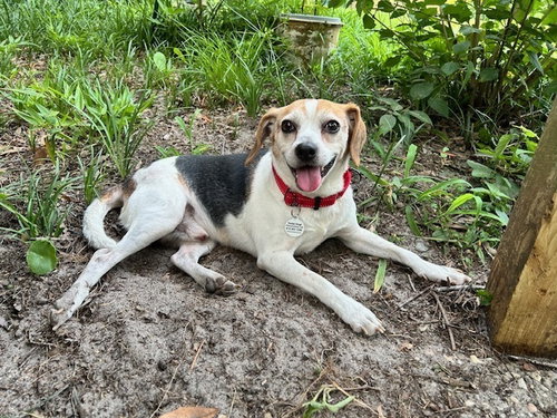 Bertie photo 4