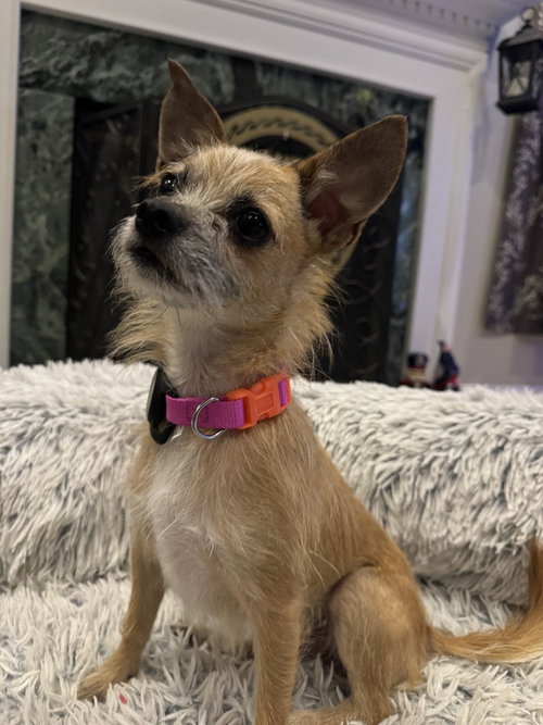 picture of the dog needing adoption
