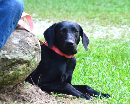 Addie, a dog for adoption from Burlington County Animal Alliance