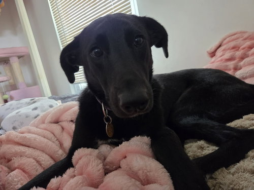 picture of the dog needing adoption