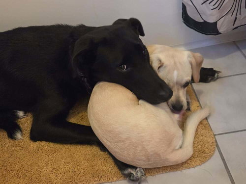 Photo 2 of Onyx