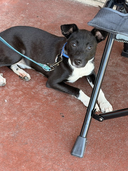 picture of the dog needing adoption