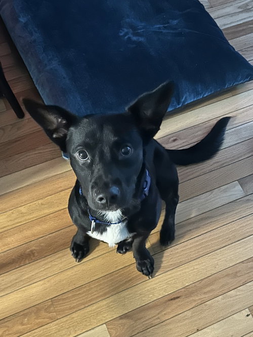 picture of the dog needing adoption