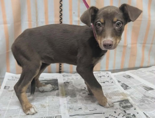 picture of the dog needing adoption